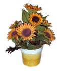 Sunflower Delight
